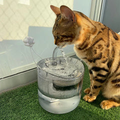 Keep Your Pet Hydrated Water Fountain for dogs and cats